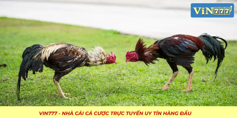 Lựa chọn hình thức cược đá gà phù hợp