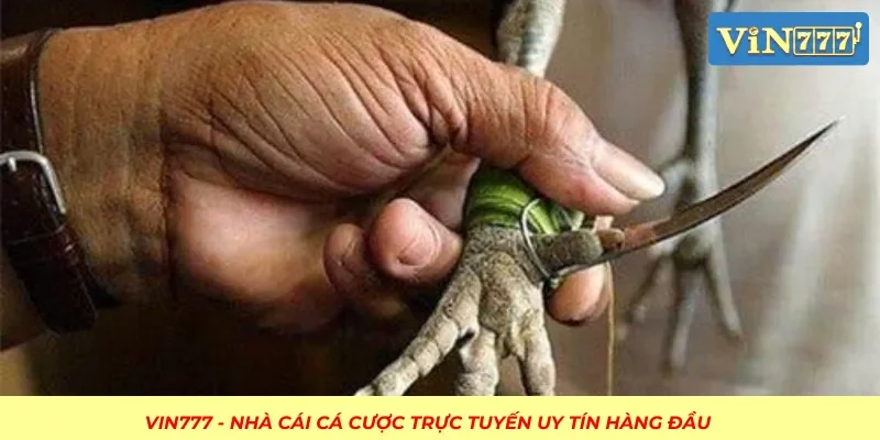 Đá gà cựa dao rất được ưa chuộng tại cổng cược