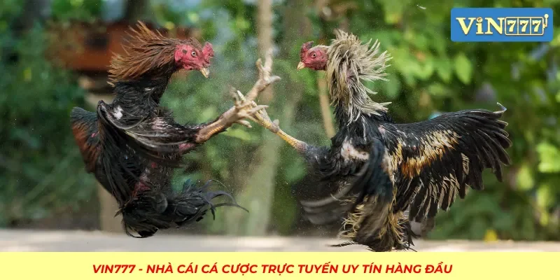 Điểm nổi bật của sảnh đá gà VIN777 - Sự uy tín
