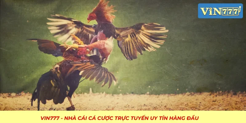 Sân đá gà tập trung lớn nhất thị trường hiện nay