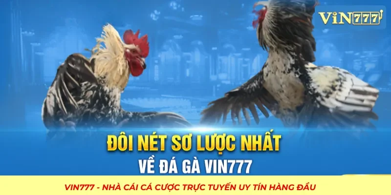 Tổng quan về sảnh đá gà tại nhà cái VIN777